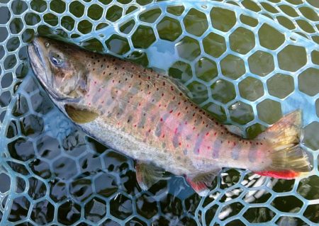 岸際のブラウンを狙い撃て ～岡崎トラウトポ…